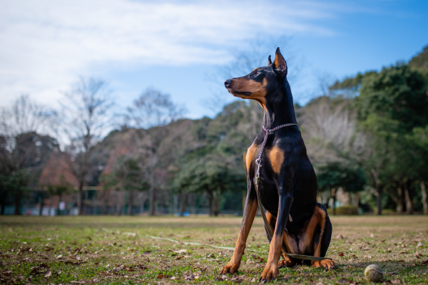 Doberman
